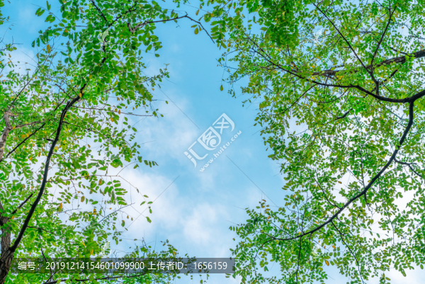 仰拍綠樹枝