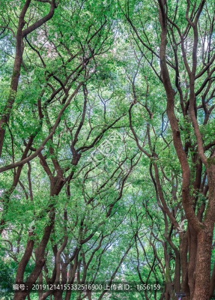 綠樹(shù)枝