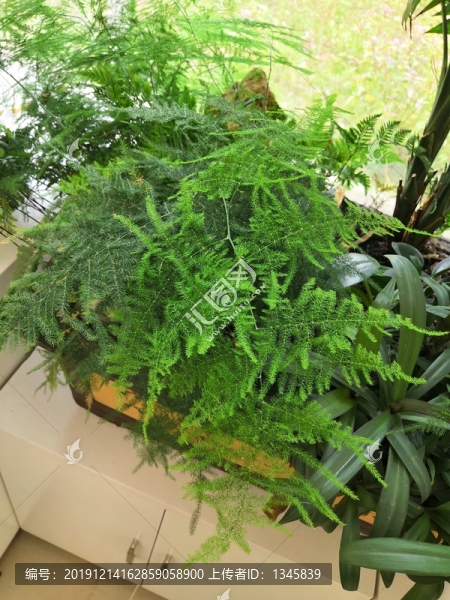 廣西南寧市桂景園植物學栽培