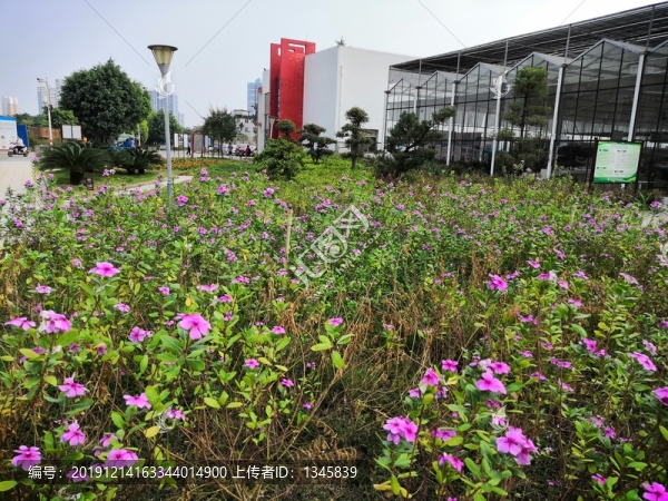 廣西南寧市桂景園植物學(xué)栽培