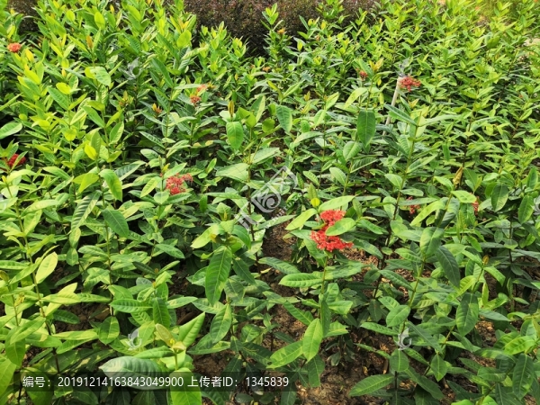 廣西南寧市桂景園植物學(xué)栽培