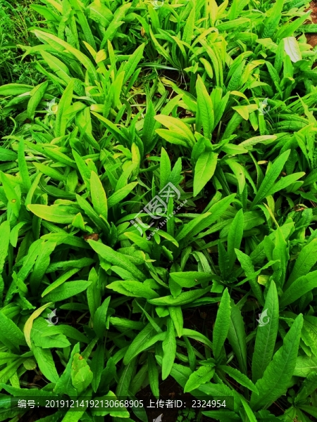 菜地
