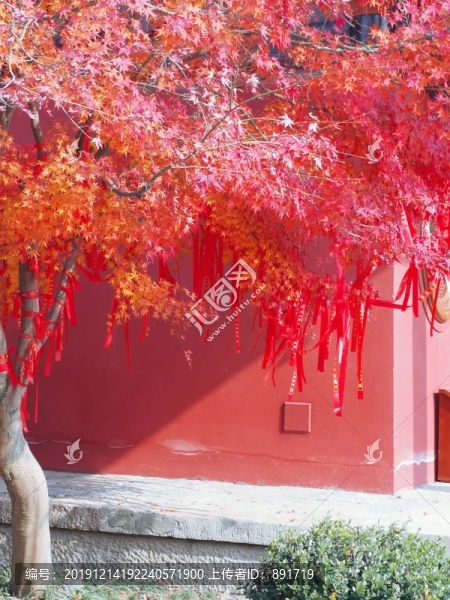 紅葉