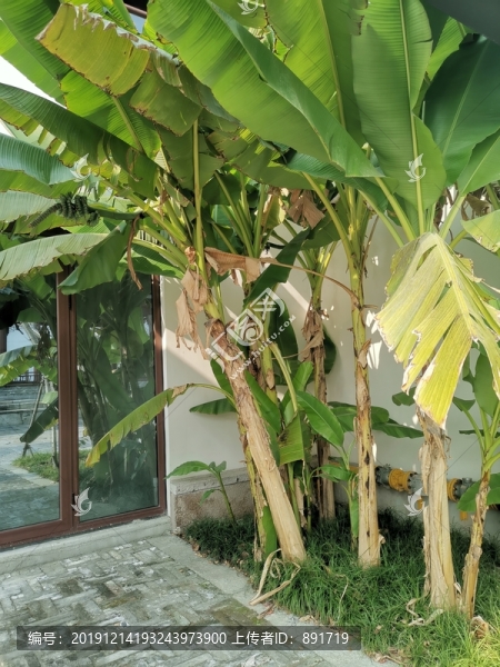 芭蕉樹