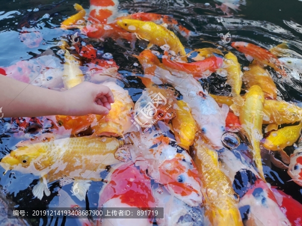 喂魚(yú)