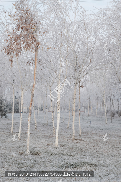 雪林