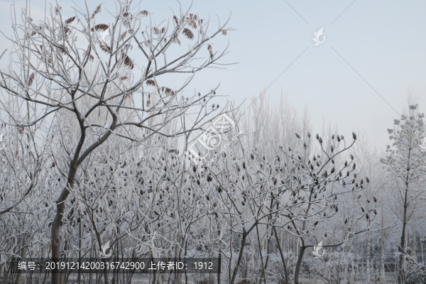 冬季雪景