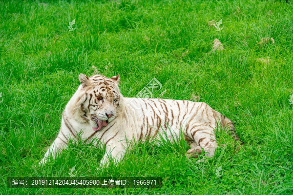 白虎