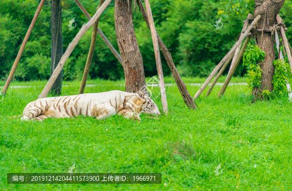白虎