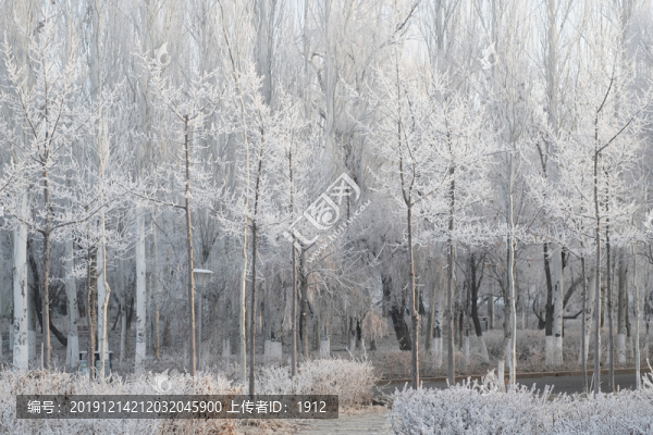冬季雪景