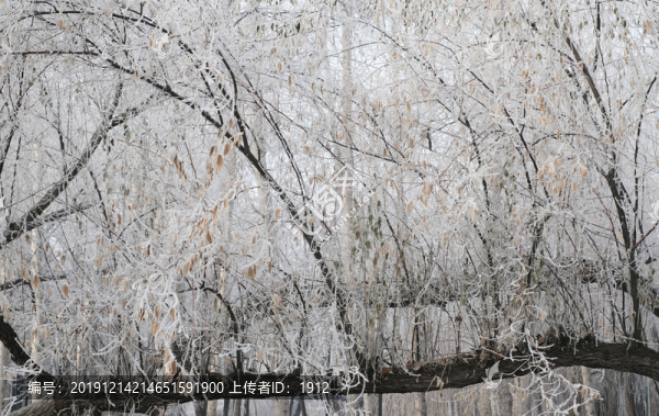 冬季雪景