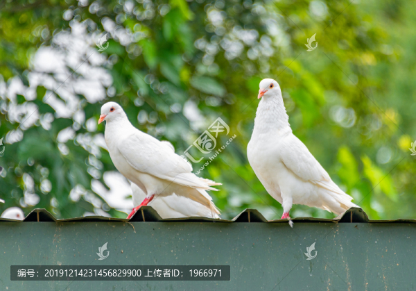 鴿群