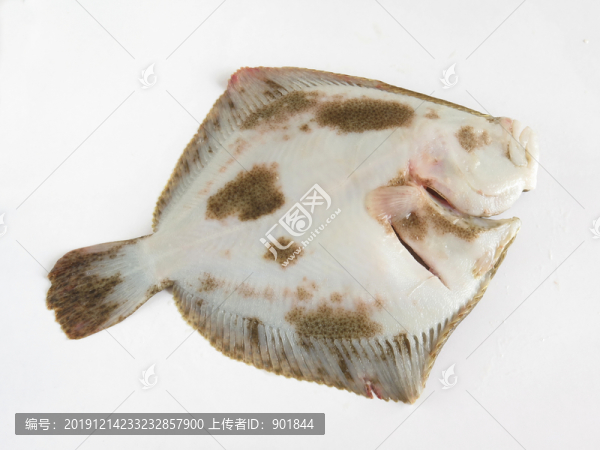 多寶魚(yú)腹面