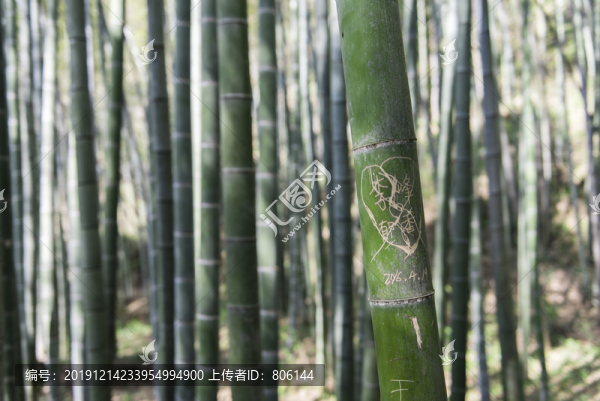 竹林