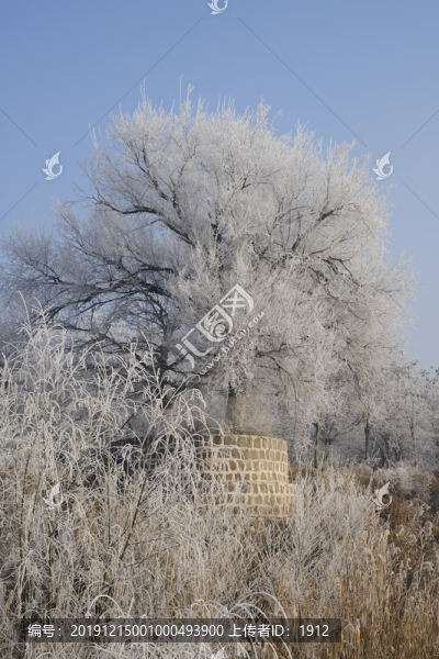 雪林