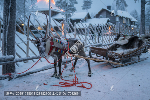 芬蘭冬季圣誕老人村的馴鹿雪橇