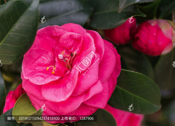 山茶花