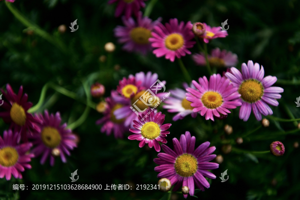 荷蘭菊