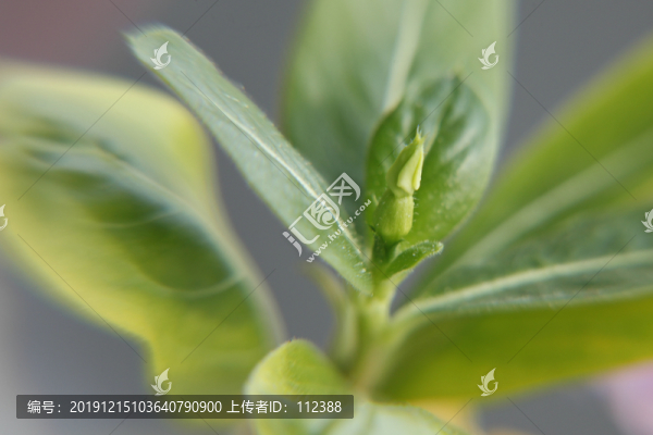 植物花卉小草嫩芽嫩綠