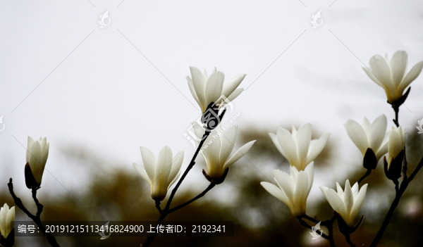 玉蘭花