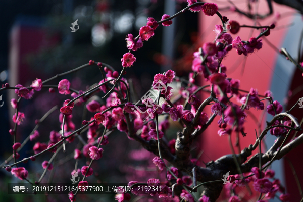 梅花開