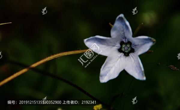 稻城亞丁不知名的五角形狀的花