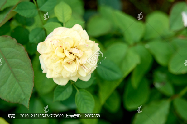 玫瑰