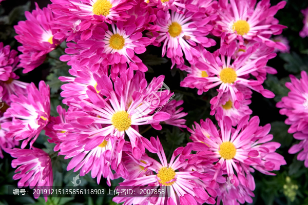 菊花