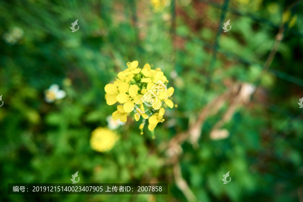 菜花