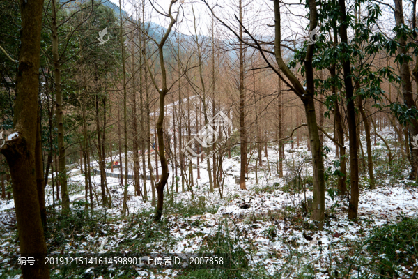 樹林積雪
