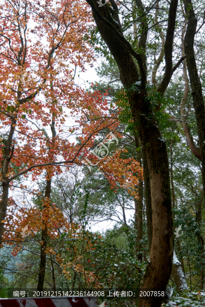 紅葉