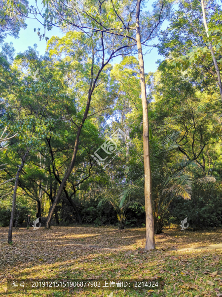 陽(yáng)光樹林