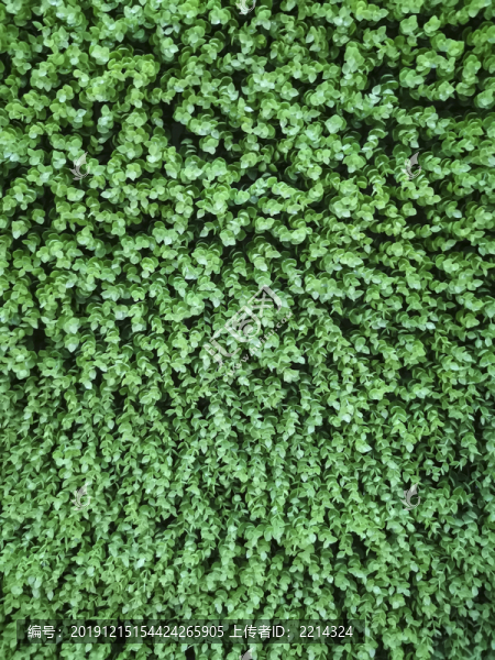 綠植墻
