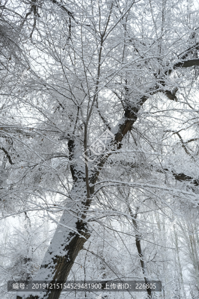 冬季雪景