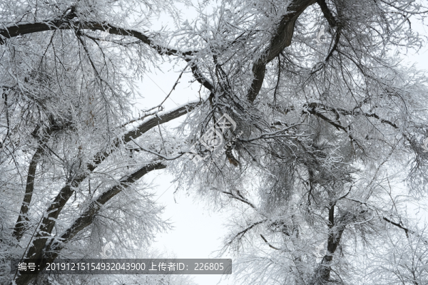 冬季雪景