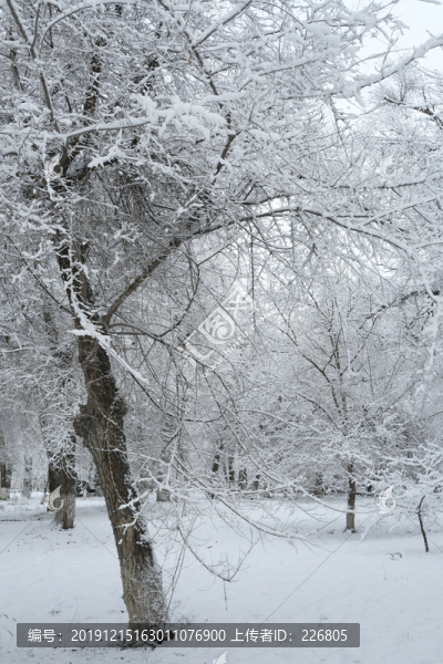 冬季雪景