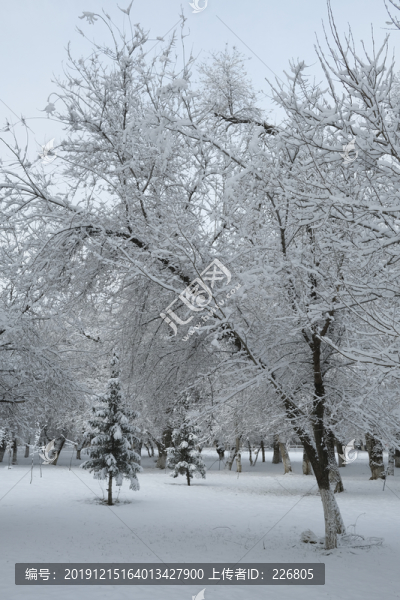 冬雪