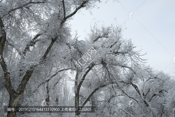 榆樹林
