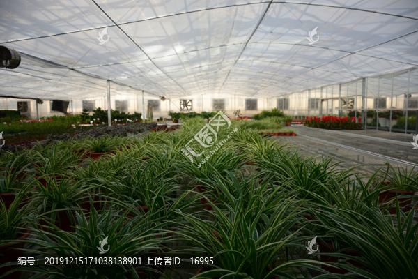 花卉市場(chǎng)溫室大棚