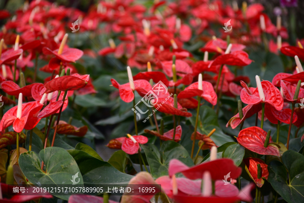 花燭