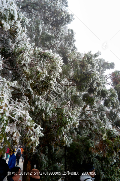 雪松