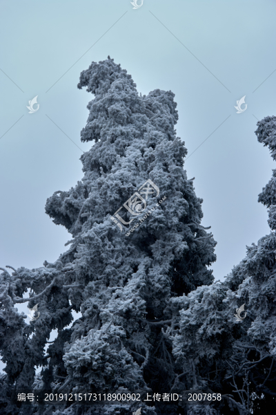 雪松冰掛