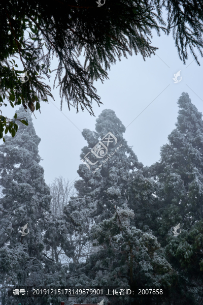 雪松冰掛