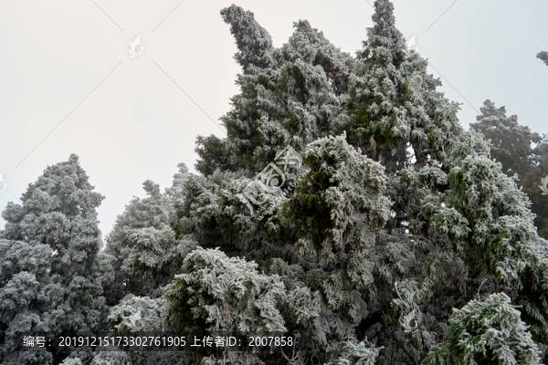 雪松冰掛