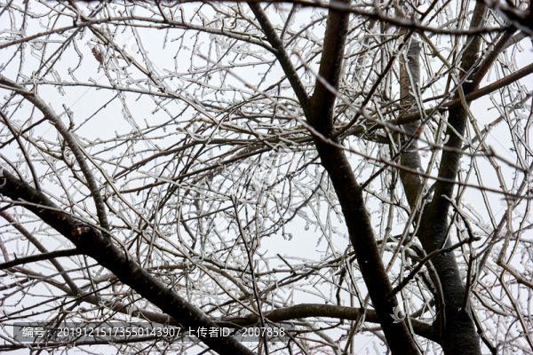 樹丫積雪