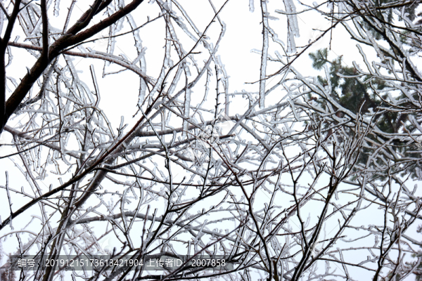 樹丫積雪