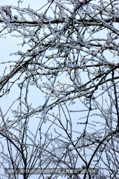 樹丫積雪