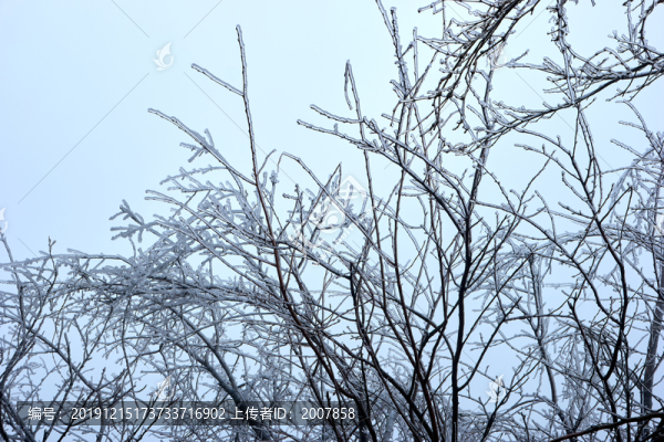 樹丫積雪