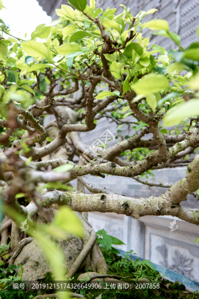 盆栽綠植