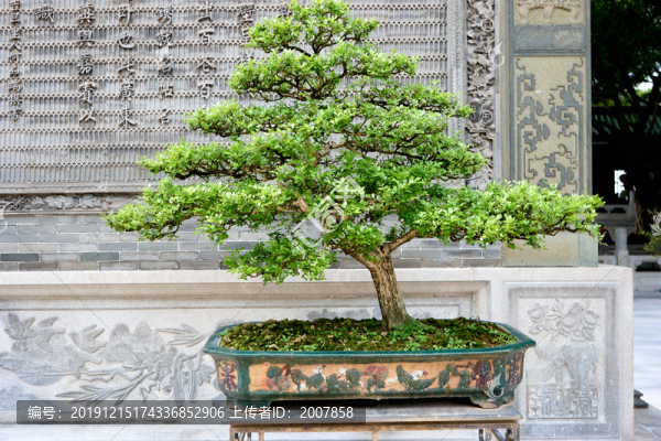 盆栽綠植